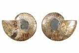 Cut & Polished, Crystal-Filled Ammonite Fossil - Madagascar #282650-1